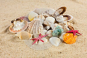 Seashells und starfish on sand beach postcard