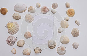 Seashells of various shapes and types and blank greeting card mockup on a white background. Summer vacation or seafood