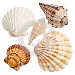 Seashells vector element