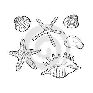Seashells vector set. Collection of shells different forms. Hand-drawn illustrations of engraved line. Marine set. Design element