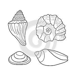 Seashells vector set. Collection of shells different forms. Marine set. Hand-drawn illustrations of engraved line. Design element