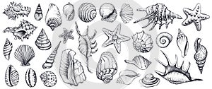 Seashells vector set. Hand drawn illustrations. photo