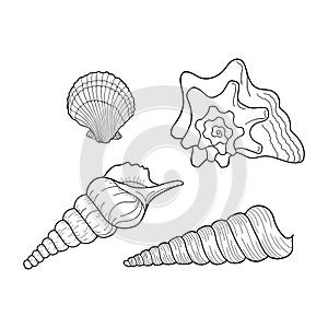 Seashells vector set. Marine set. Collection of shells different forms. Hand-drawn illustrations of engraved line. Design element