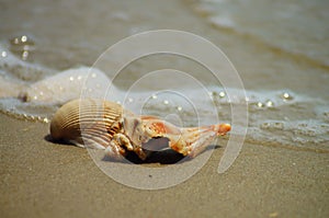 Seashells washed ashore on Beach