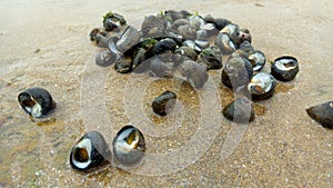Seashells washed up by the waves on a clean sandy beach