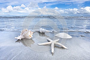 Seashells In Water On Atlantic Ocean Beach On Hilton Head Island