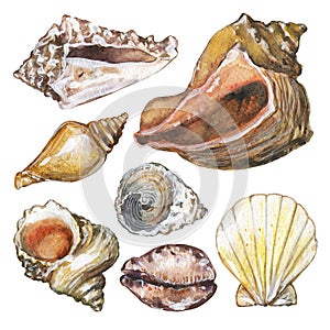 Seashells watercolor set. Hand drawn illustration-conch, shell, and cockleshell  isolated on white background. Watercolor objects