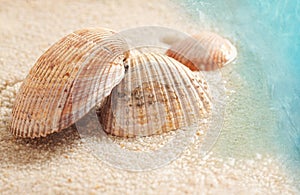 Seashells in the wet sand