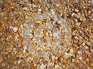 Seashells on wet sand beach at hot sun summer day.