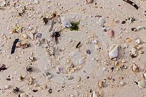 Seashells on the wet sand of an ocean beach with the day light