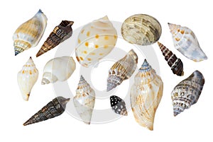 Seashells on a white background