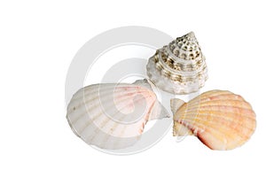 Seashells on white background