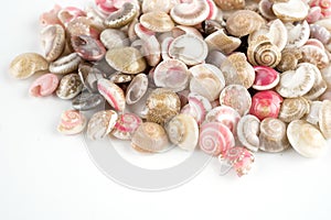 Seashells, white background