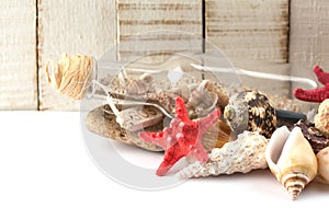 Seashells on white background