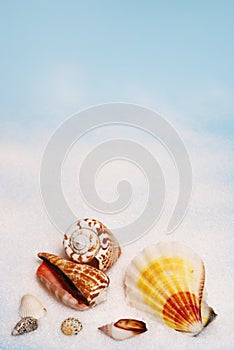 Seashells on white sand photo
