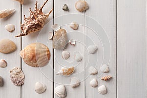 Seashells on white wood, sea vacation background