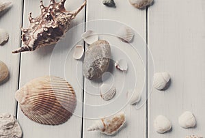 Seashells on white wood, sea vacation background