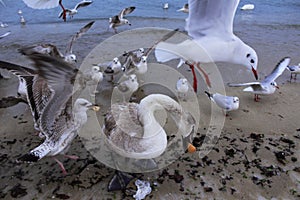 Seashore birds commotion