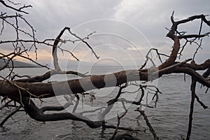 Seashore Fallen tree into sea