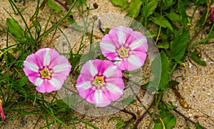 Seashore false bindweed flowers, also know as the the prince`s flower, Tropical plant specie found mainly at shores