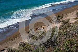 Seashore landscape with a lot of wildlife at peninsula Valdes, Patagonia, Argentina