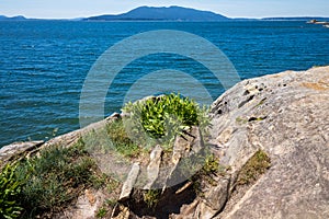 Seashore landscape in summer at Larrabee State Park in Bellingham Washington