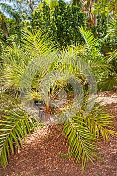 Seashore palm tree, Florida