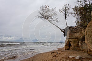 The seashore, the rock and the tree that holds its roots to it