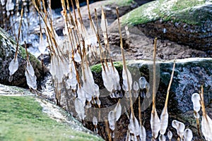 the seashore, rocky seashore, bare ice, blades of grass frozen with pieces of ice, natural formations