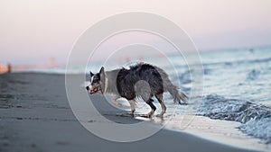 Seashore saunter, Border Collie's twilight. A Border Collie along the beach