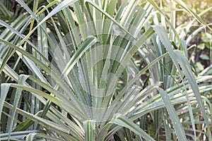 Seashore screwpine or Pandanus odoratissimus is a Thai herb with properties flower to help nourish the heart. photo