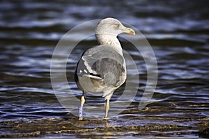 Seashore Sentinel: Gull Over Water