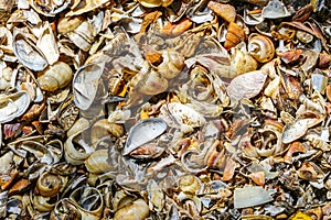 The seashore on a sunny day, covered with a thick layer of shells thrown ashore