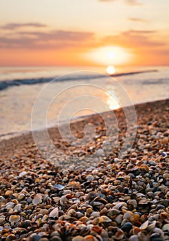 Seashore at sunset. retro color style. Selective focus on seashells in the foreground