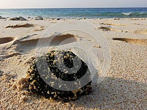 Seashore whitesand beach mudflat