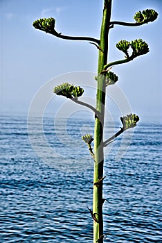 The seaside of AlmuÃ±ecar on a sunny day 4