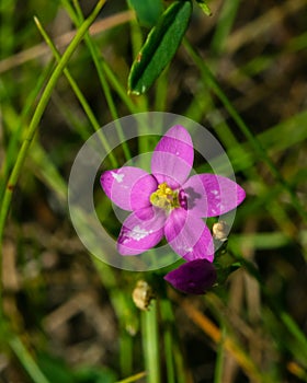 Seaside centaury or Centaurium littorale small pink flower in grass close-up, selective focus, shallow DOF