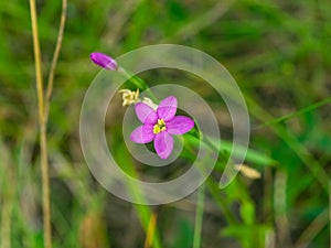 Seaside centaury or Centaurium littorale small pink flower in grass close-up, selective focus, shallow DOF