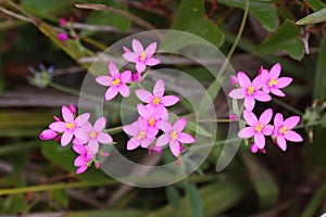 Seaside Centaury flowers in Portugal