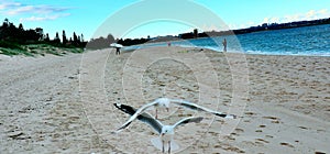 Seaside couple series -Seagulls on the beach
