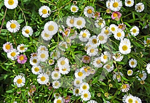 Seaside daisies in spring