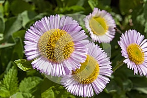 Seaside Daisy Erigeron glaucus in bloom