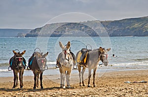 Seaside donkeys photo