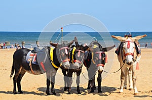 Seaside Donkeys at Mablethorpe