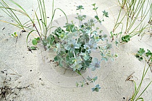 Seaside Eryngium Eryngium maritimum L. grows on the sand
