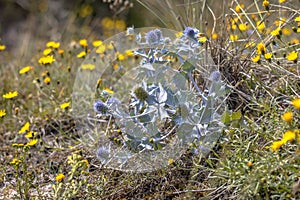 Seaside eryngo growing in environment