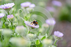 Seaside fleabane Erigeron glaucus, flower with bumblebee