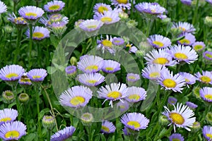 Seaside fleabane Erigeron glaucus sea of lavender-pink flowers