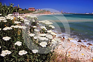 Seaside flowers