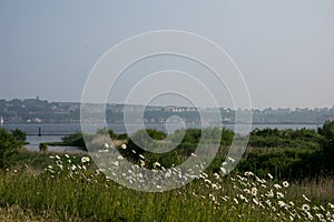 By the seaside, flowers and the seaside in the background